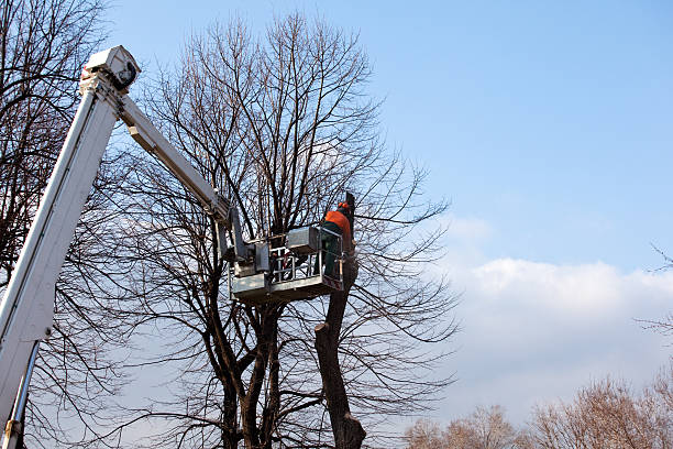Best Tree Health Inspection  in Spartanburg, SC